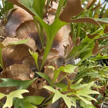 tropical plant with green and browning leaves