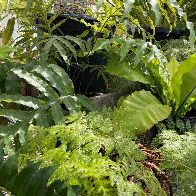 plants in the greenhouse